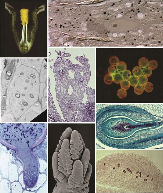 Laboratorio Anatomía y Desarrollo