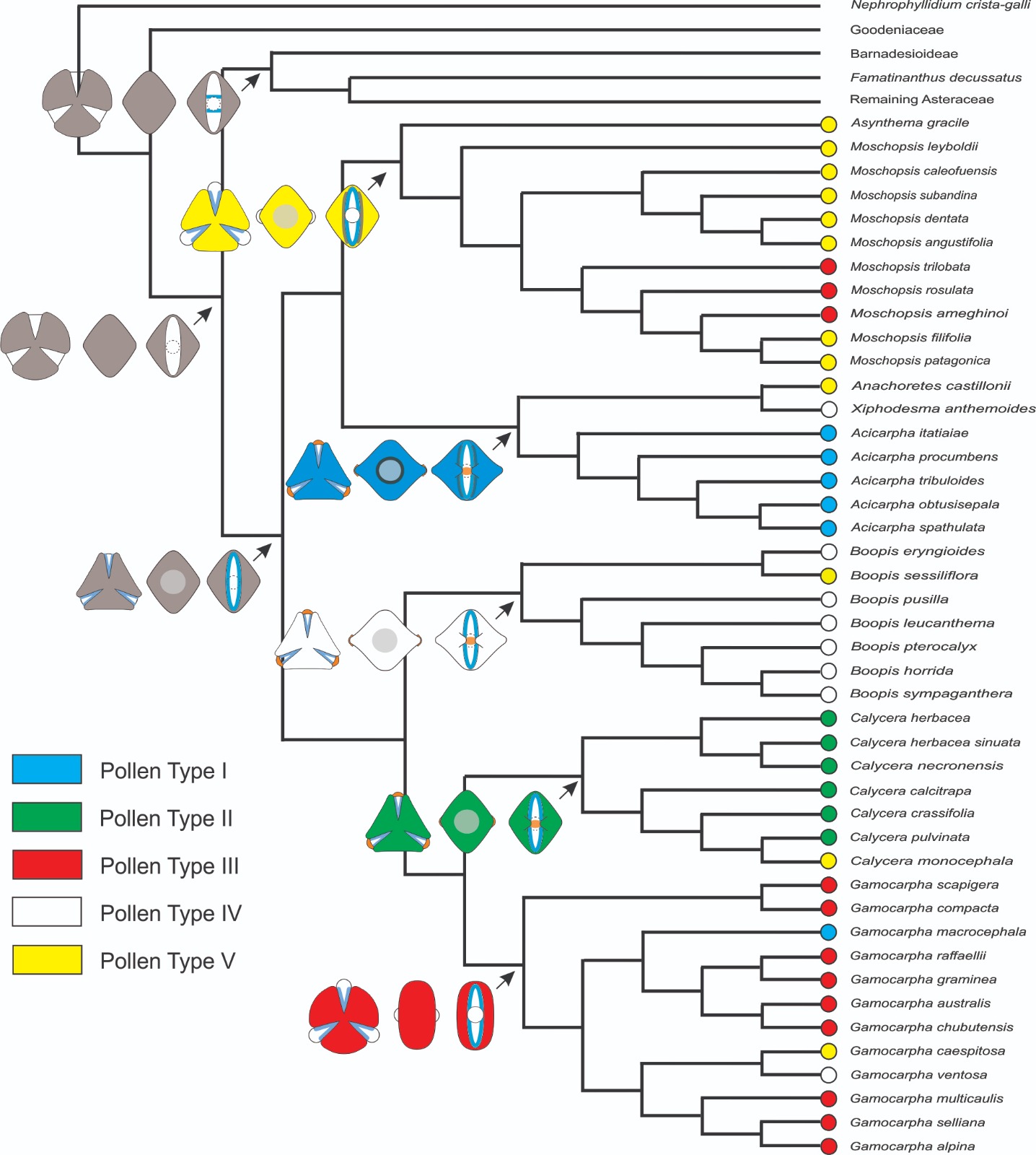 Grupo Morfología Evolutiva de Espermatófitos