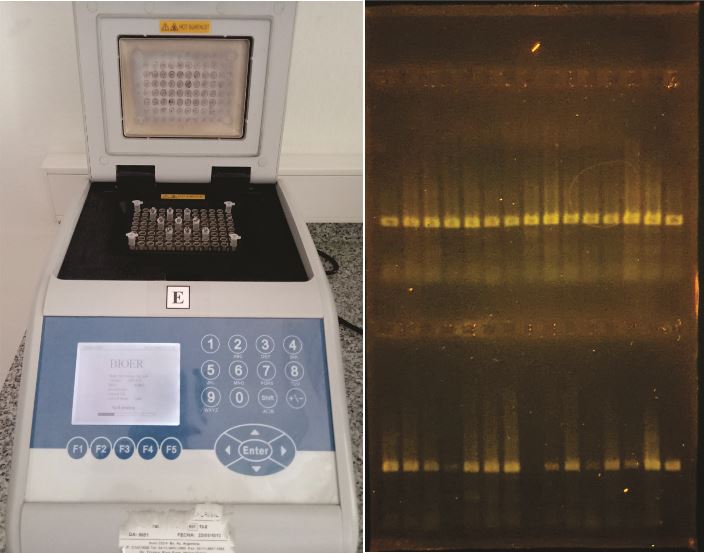 Laboratorio Sistemática Molecular