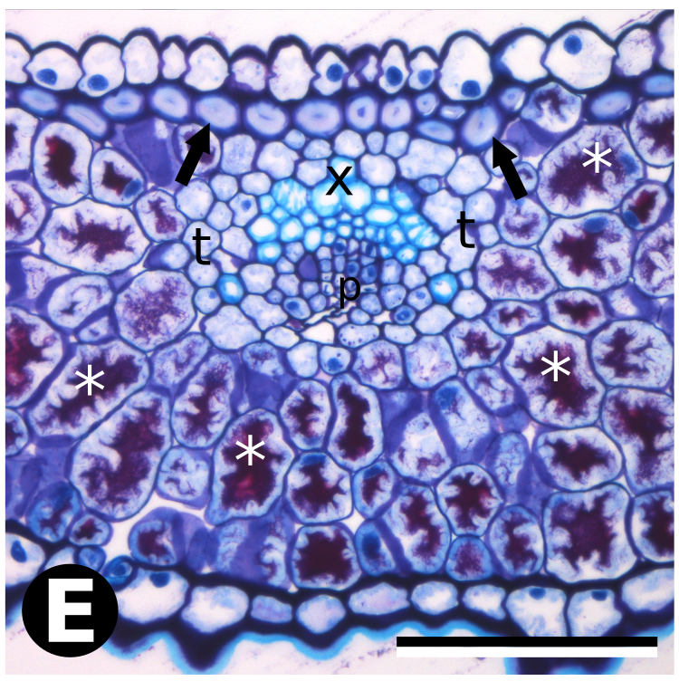 Preparaciones histológicas