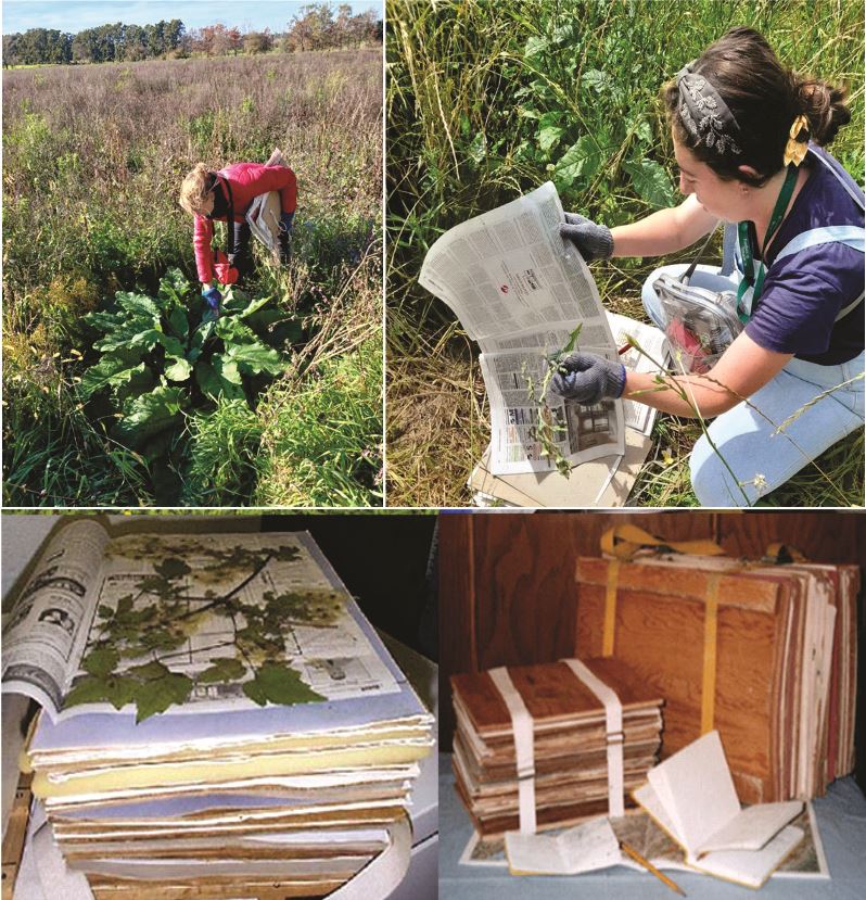 Preparaciones histológicas