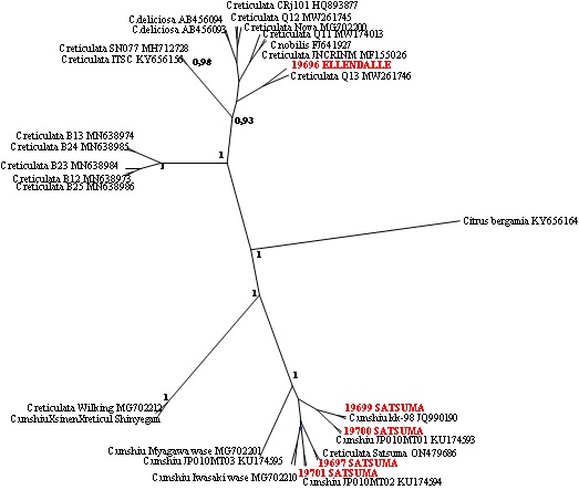 Estudios genéticos y filogenéticos