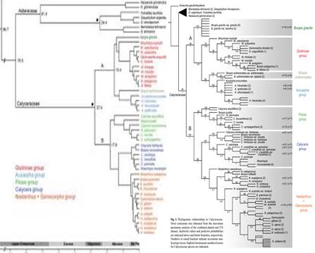 Línea Investigación Sistemática Filogenética