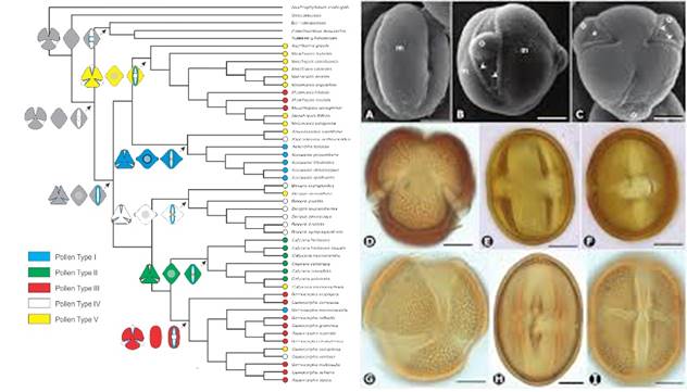 Línea Investigación Desarrollo